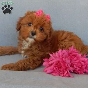 Penny, Cavapoo Puppy